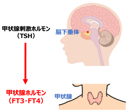 甲状腺刺激ホルモン（TSH）→甲状腺ホルモン（FT3・FT4）